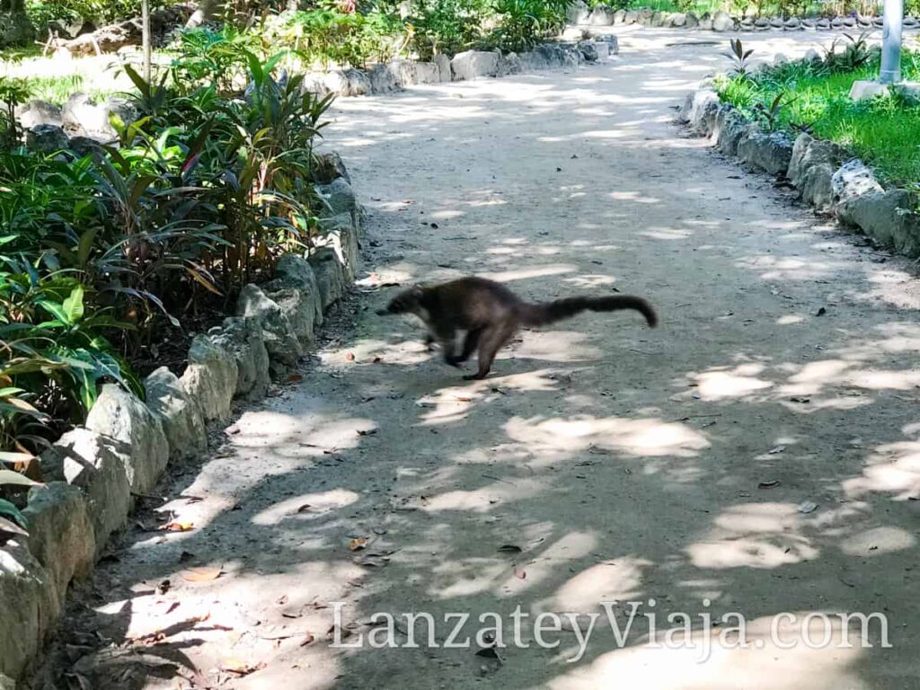 Oso hormiguero en el parque Kabah en Cancun